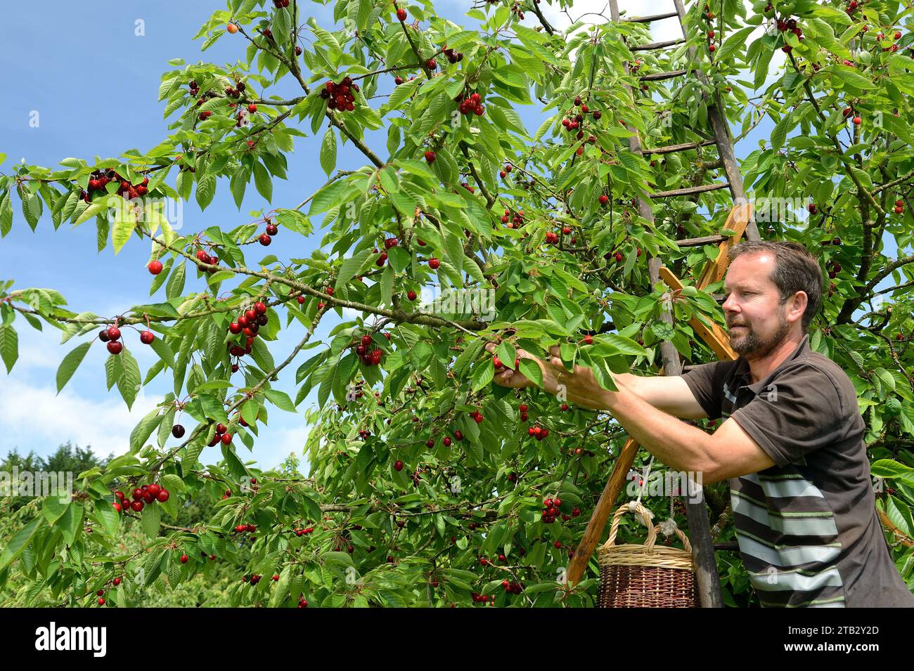 Ferme fruitière de Claire et Pascal Crevel au Mesnil-sous-Jumieges (nord de la France) : cueillette de cerises dans la vallée de Seine. Homme debout sur une échelle piki Banque D'Images