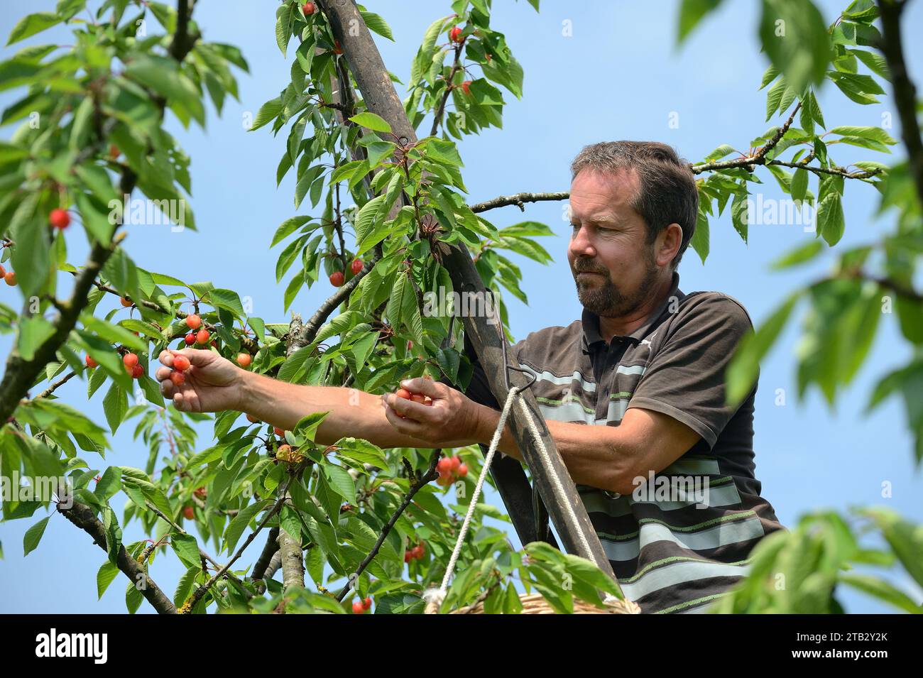 Ferme fruitière de Claire et Pascal Crevel au Mesnil-sous-Jumieges (nord de la France) : cueillette de cerises dans la vallée de Seine. Homme debout sur une échelle piki Banque D'Images