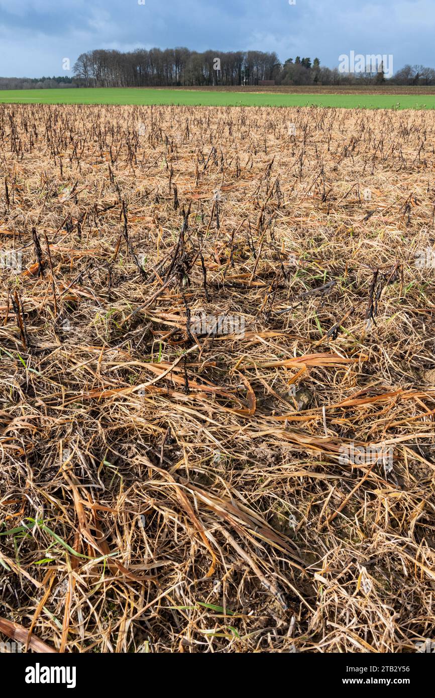 Champ à végétation orange après application de désherbant au glyphosate. Désherbage hivernal au glyphosate d'un champ avec CIPAN, piège à nitrate intermédiaire cr Banque D'Images