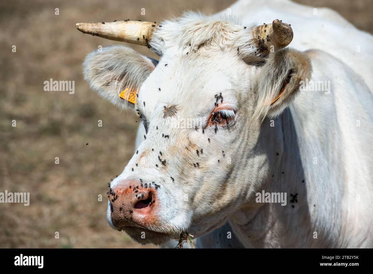 Vache dans un champ en été : tête de vache charolaise et yeux infestés de mouches. Les mouches peuvent être porteuses de maladies telles que la kératoconjonctivite infectieuse bovine (IBK Banque D'Images