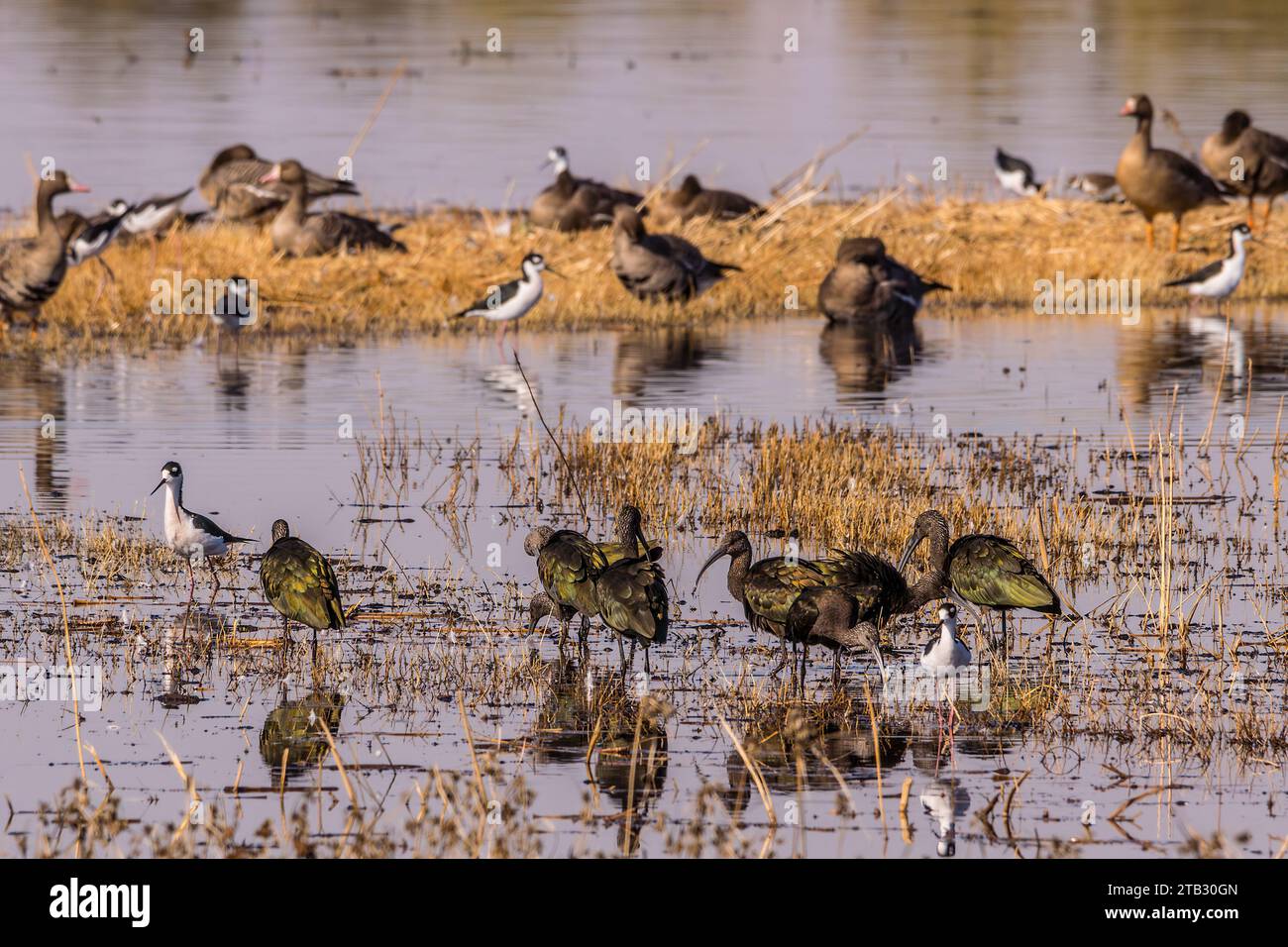 Oies blanches, pilotis à col noir et ibis à face blanche au Merced National Wildlife refuge Banque D'Images