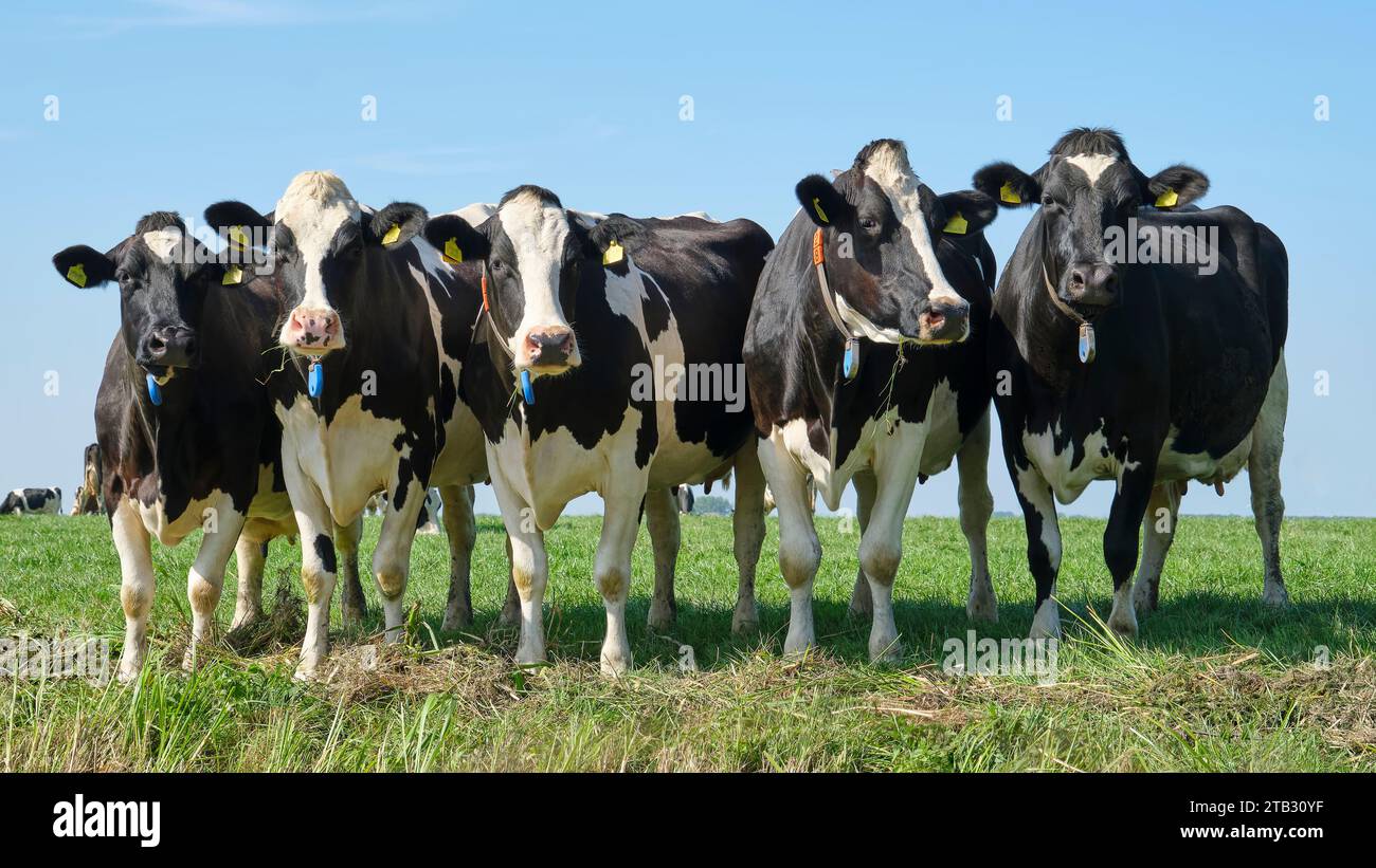Un groupe de vaches Holstein frisonnes noires et blanches dans un pâturage ensoleillé sous un ciel bleu regardant curieusement dans la caméra Banque D'Images