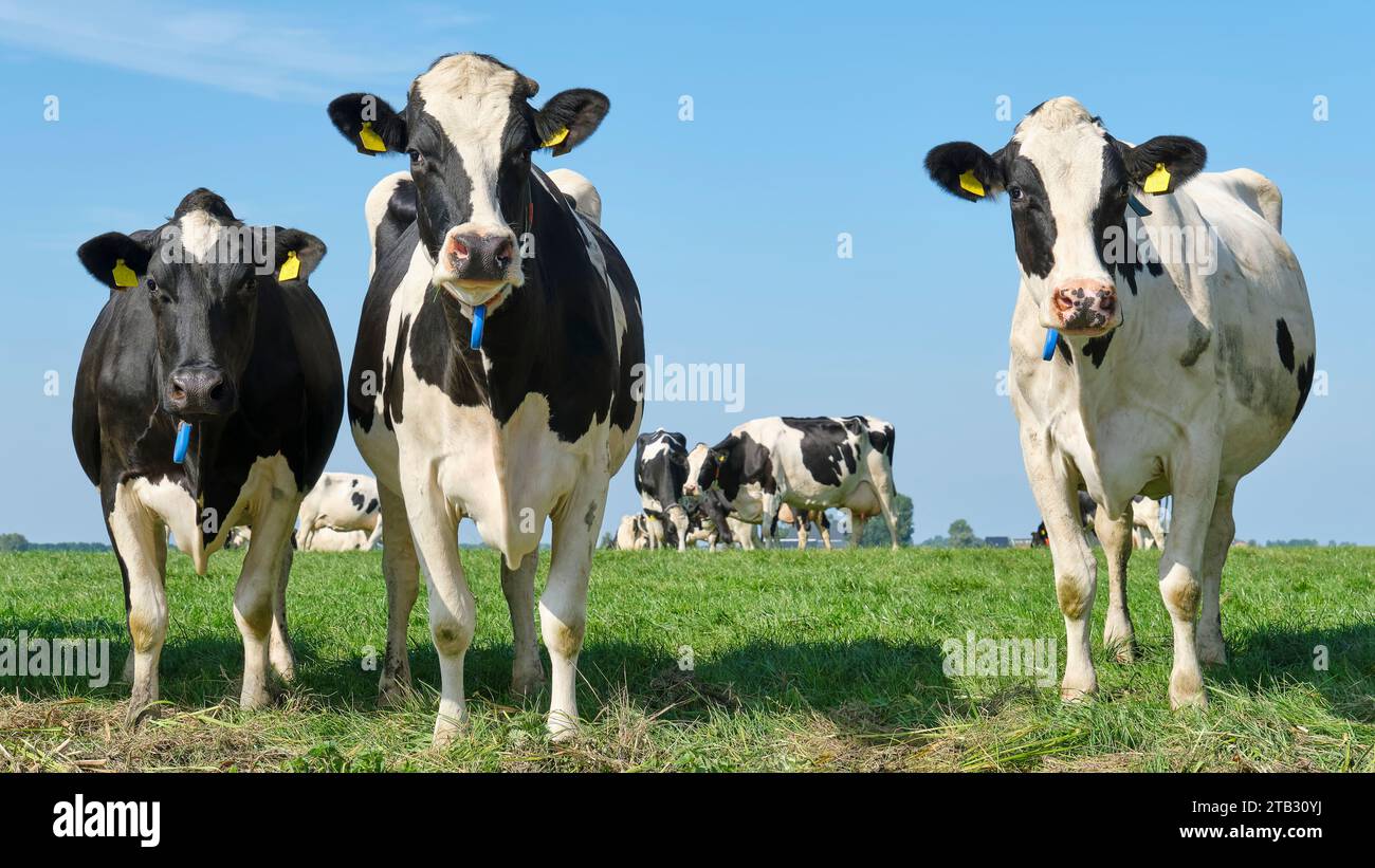 Vaches Holstein frisonnes noires et blanches dans un pâturage ensoleillé sous un ciel bleu regardant curieusement dans la caméra Banque D'Images