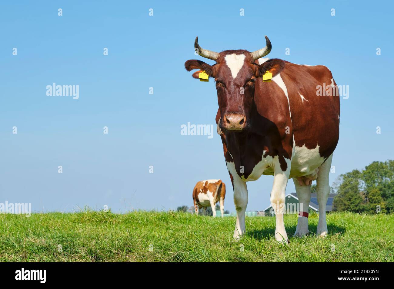 Vaches frisonnes rouges et blanches avec des cornes dans une prairie ensoleillée en Frise aux pays-Bas en été. Banque D'Images