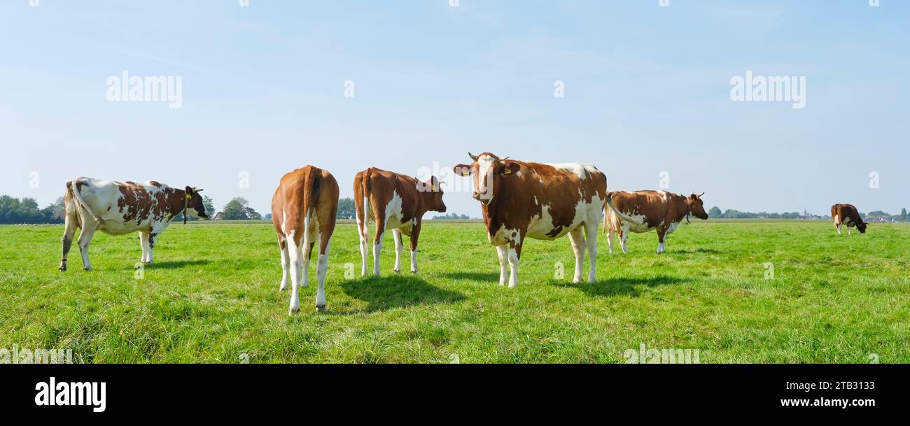 Vaches frisonnes rouges et blanches avec des cornes dans une prairie ensoleillée en Frise aux pays-Bas en été. Image panoramique Banque D'Images
