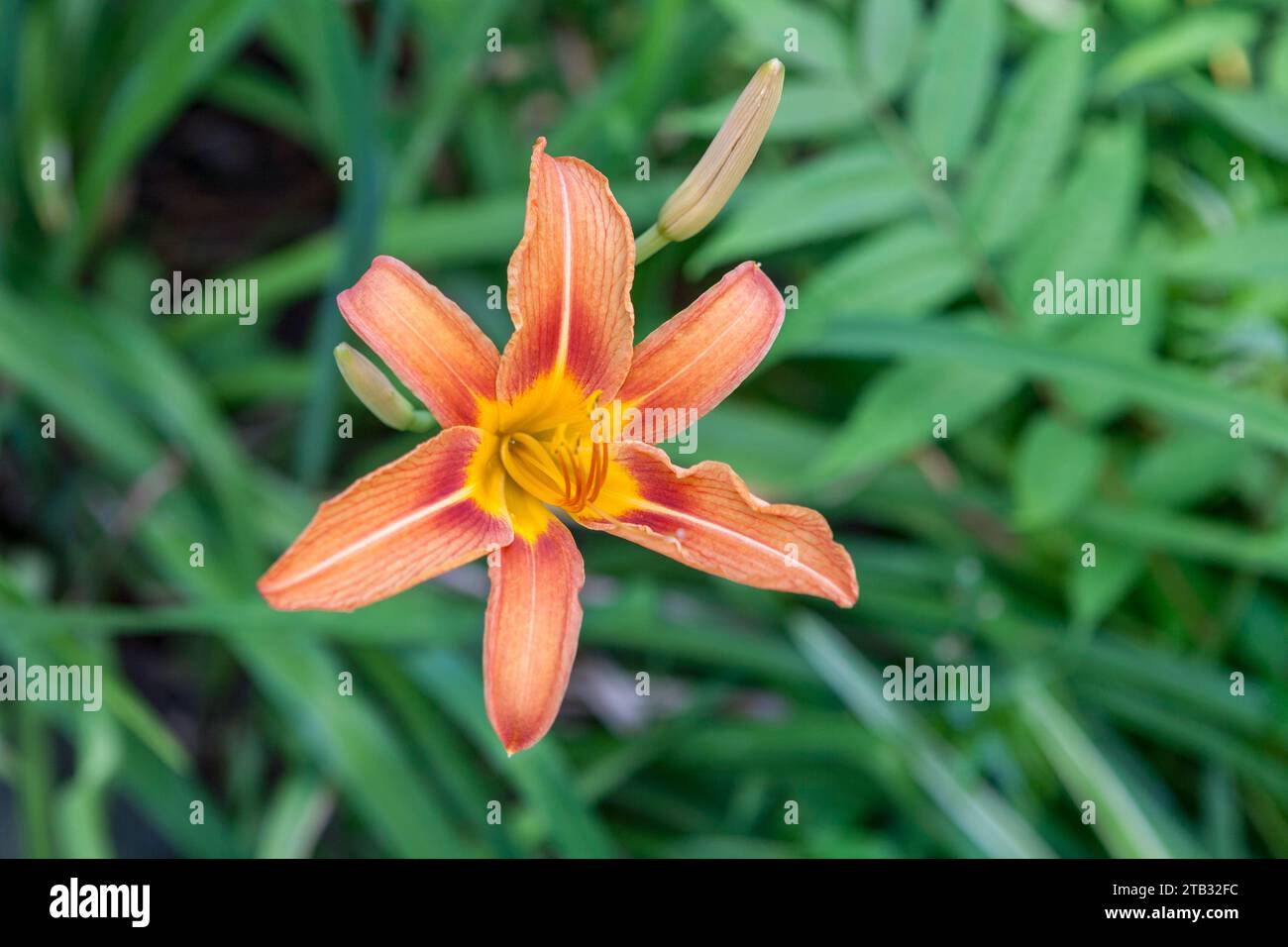 Hemerocallis jaune ou Hemerocallis fulva Banque D'Images