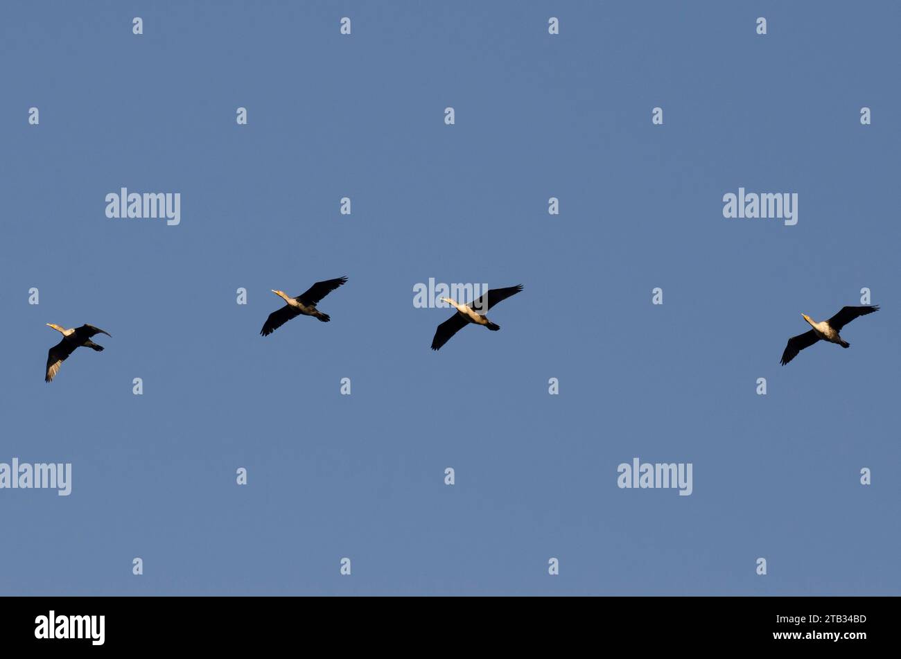 Cormorants à double crête, Phalacrocorax auritus, en vol Banque D'Images