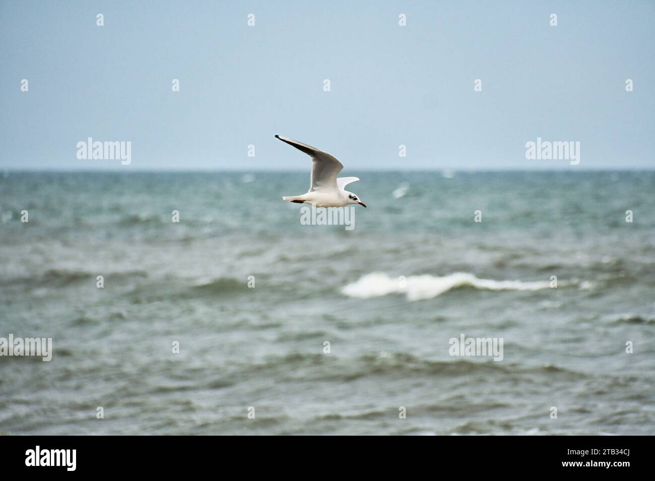 Seagull survole la mer Baltique sur la côte en face de la plage. Photo d'animal d'un oiseau. Banque D'Images