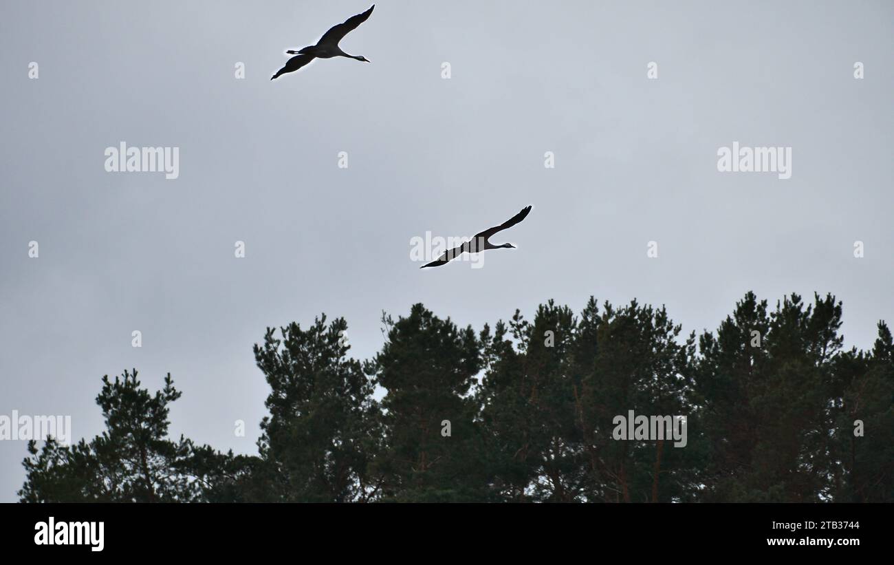 Deux grues survolent des arbres dans une forêt. Oiseaux migrateurs sur le Darss. Photo d'animaux d'oiseaux de la nature à la mer Baltique. Banque D'Images