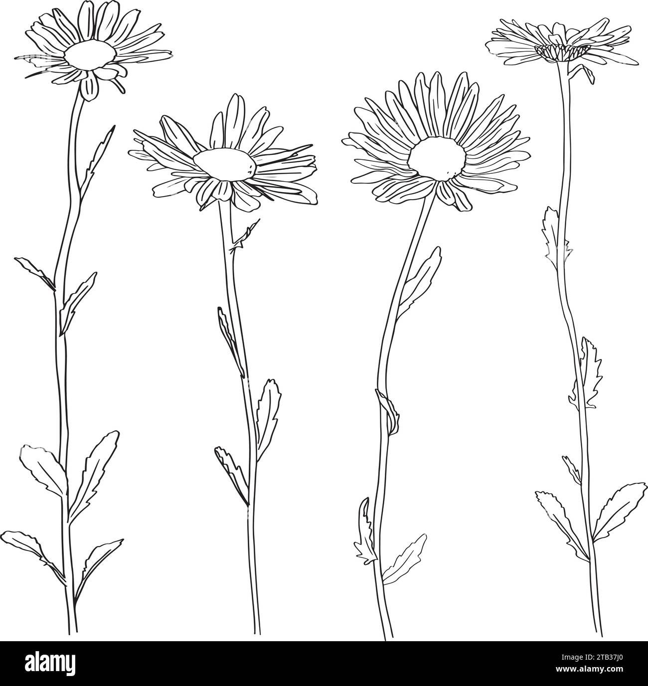 Camomille fleur bio . style linéaire tendance. Logo vectoriel Emblem de camomille médicale peut être utilisé modèle pour emballer le thé , cosmétiques Illustration de Vecteur