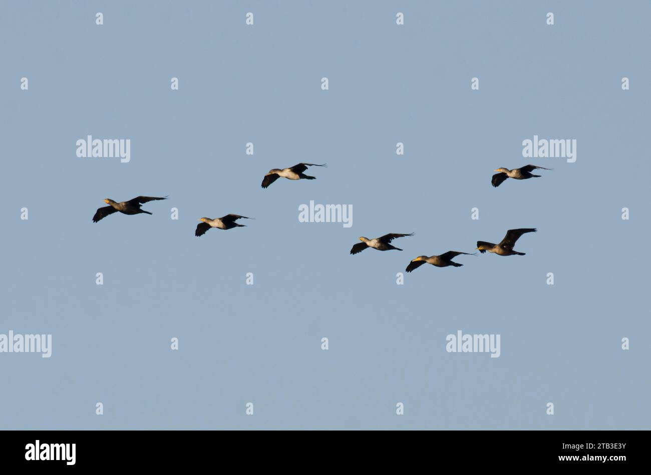 Cormorants à double crête, Phalacrocorax auritus, en vol Banque D'Images