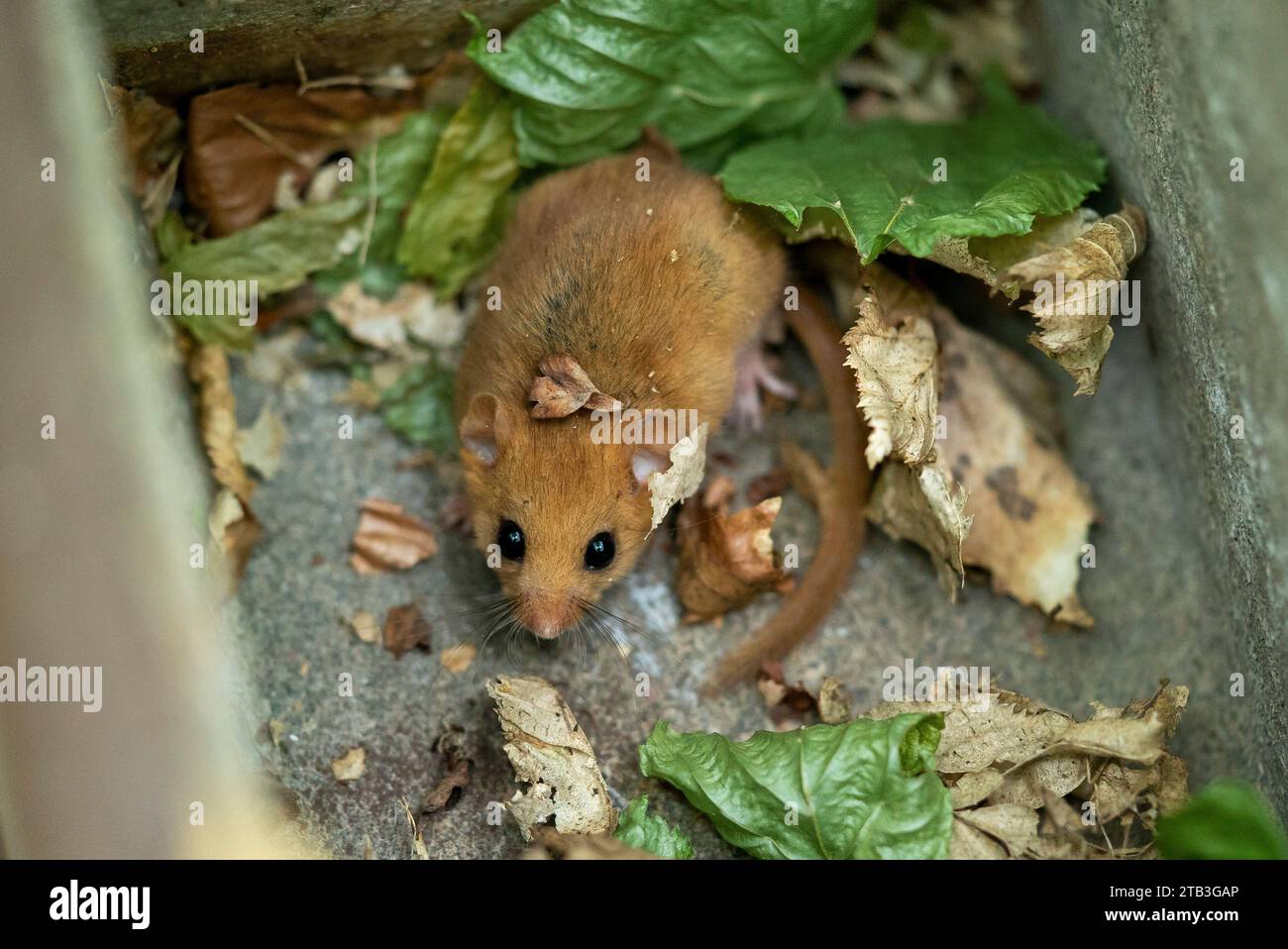 Hazel dormouse dans un nichoir avec feuille sur la tête Banque D'Images
