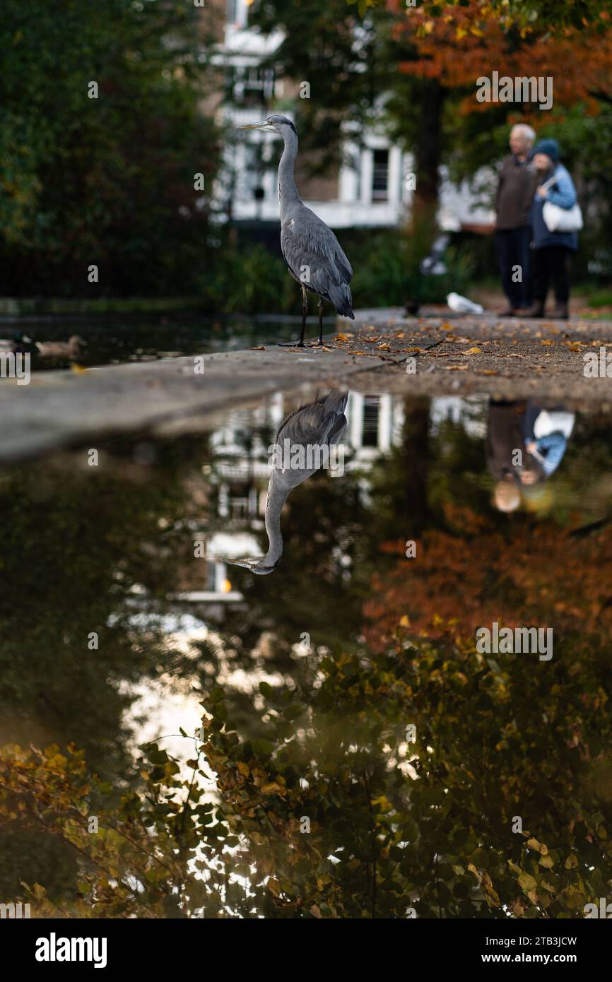 Un héron gris dans un parc et son reflet, la faune londonienne Banque D'Images