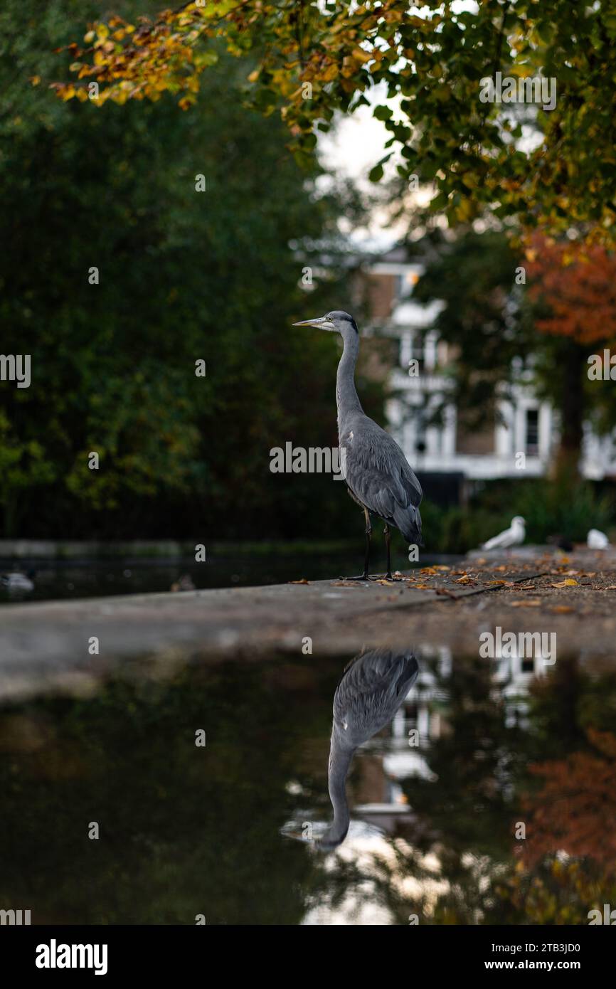 Un héron gris dans un parc et son reflet, la faune londonienne Banque D'Images