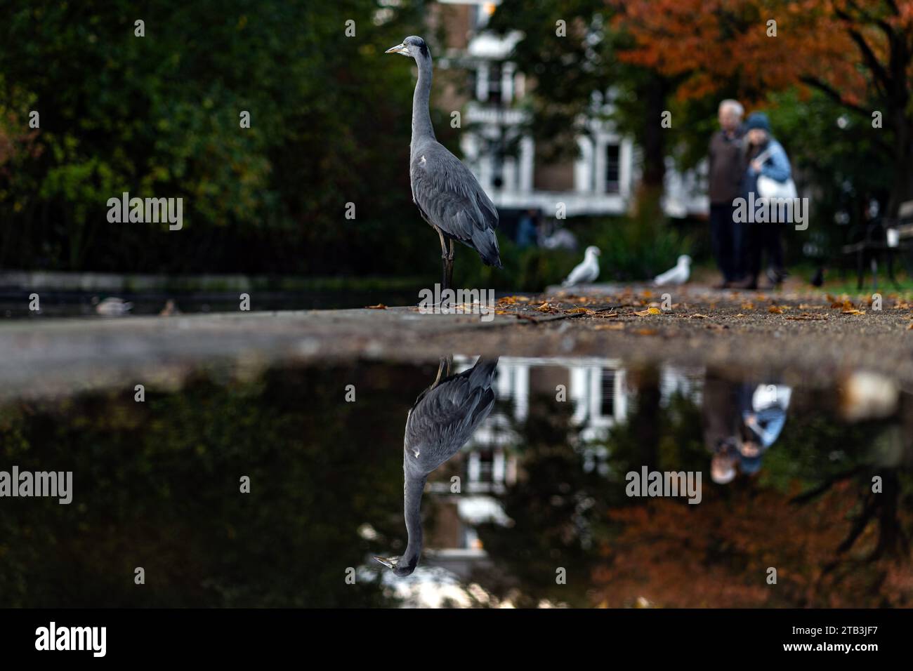 Un héron gris dans un parc et son reflet, la faune londonienne Banque D'Images