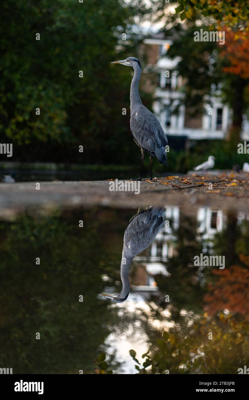 Un héron gris dans un parc et son reflet, la faune londonienne Banque D'Images