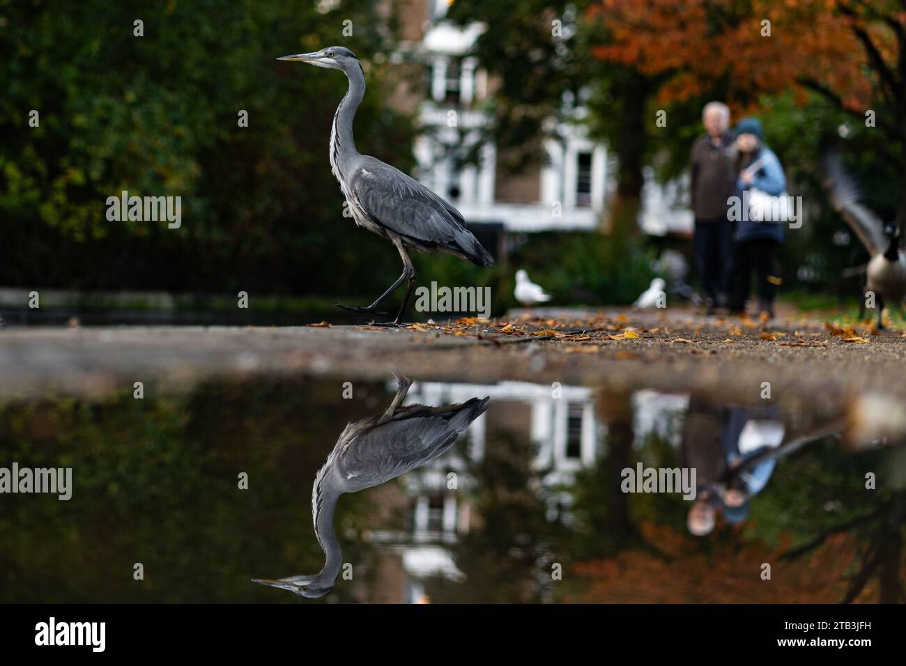 Un héron gris dans un parc et son reflet, la faune londonienne Banque D'Images