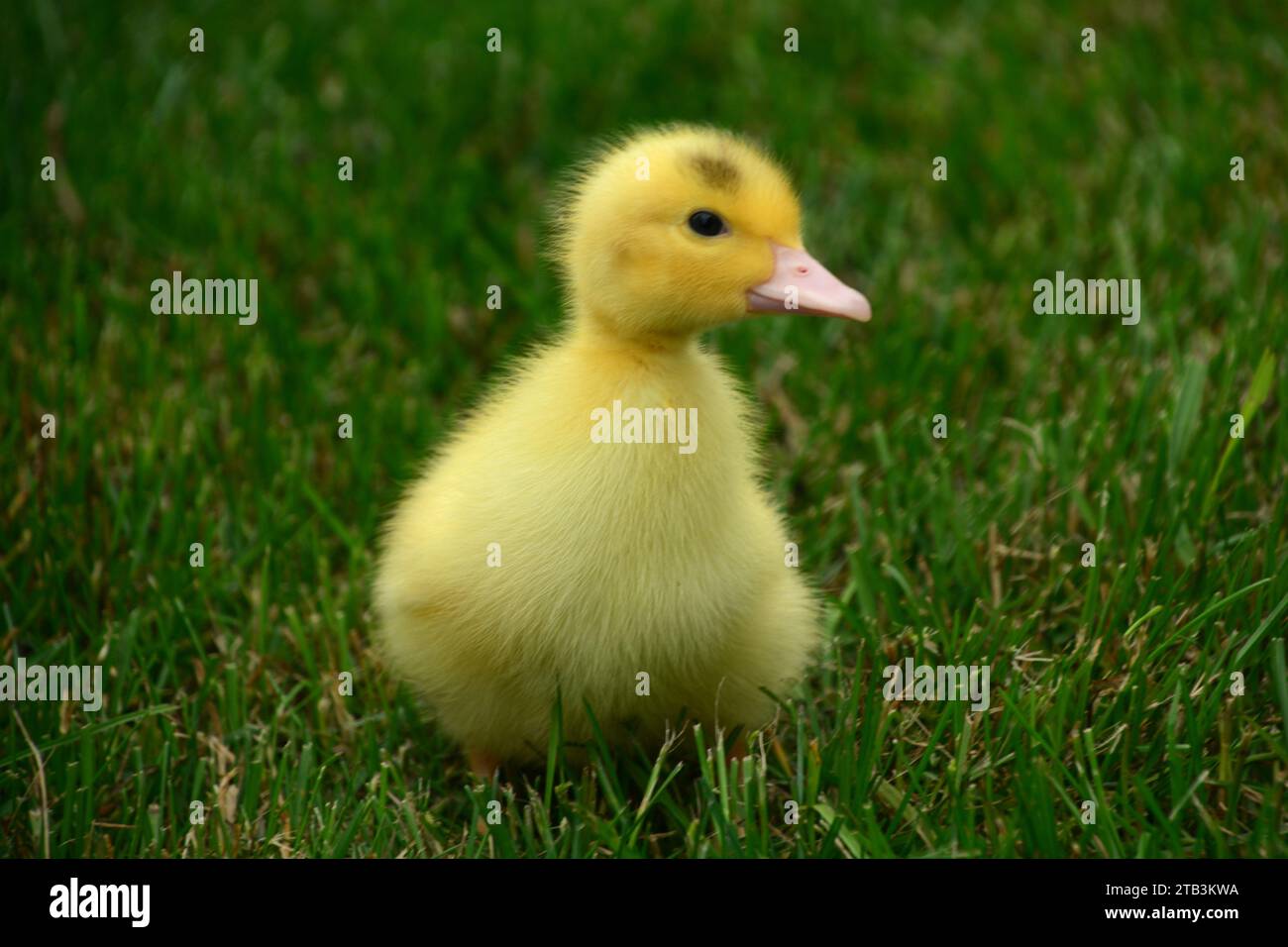 Gros plan de mignon bébé jaune dans l'herbe Banque D'Images