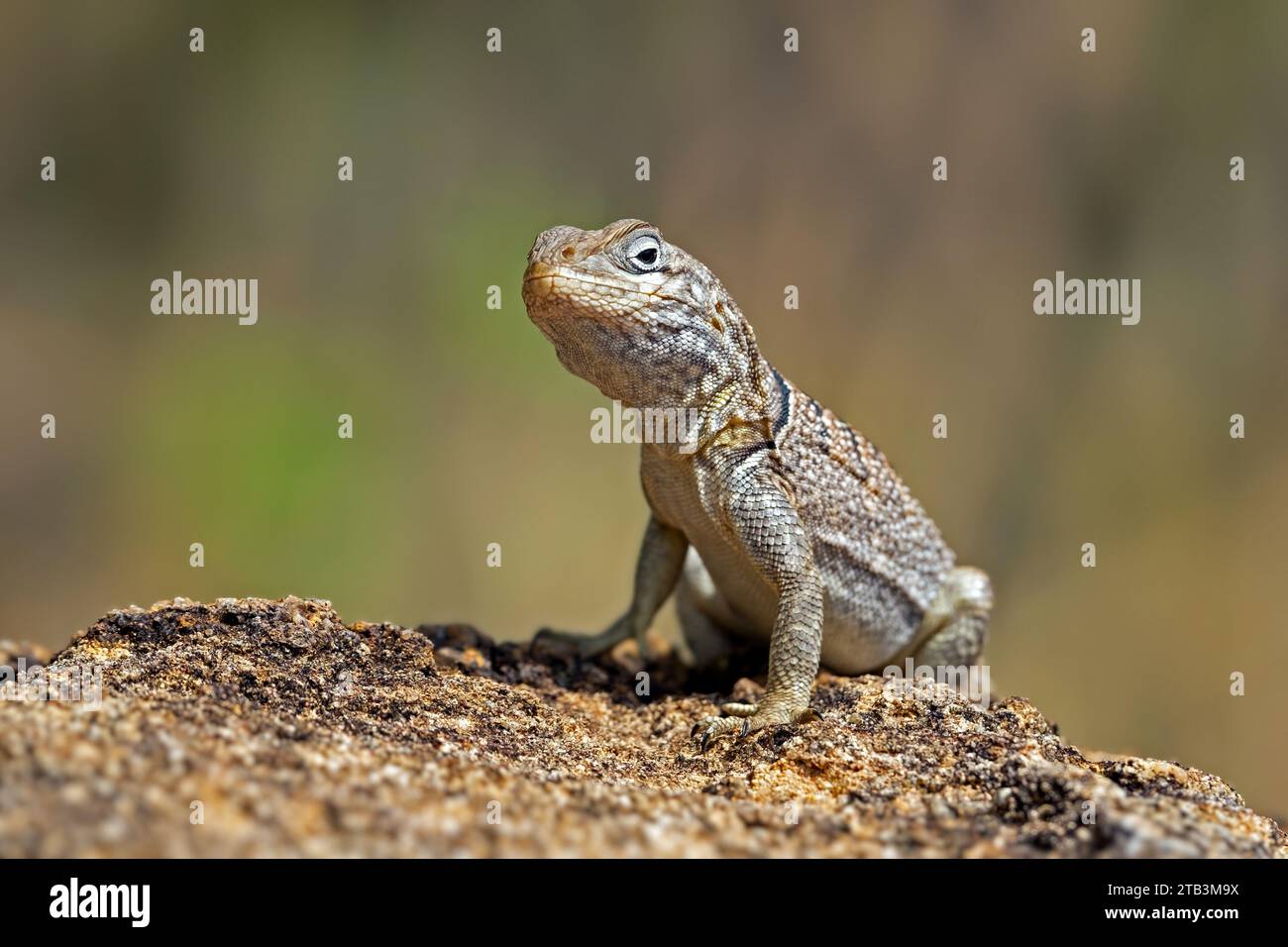 Margousier de Madagascar de Merrem (Oplurus cyclurus), iguane malgache originaire du sud et du sud-ouest de Madagascar, Afrique Banque D'Images