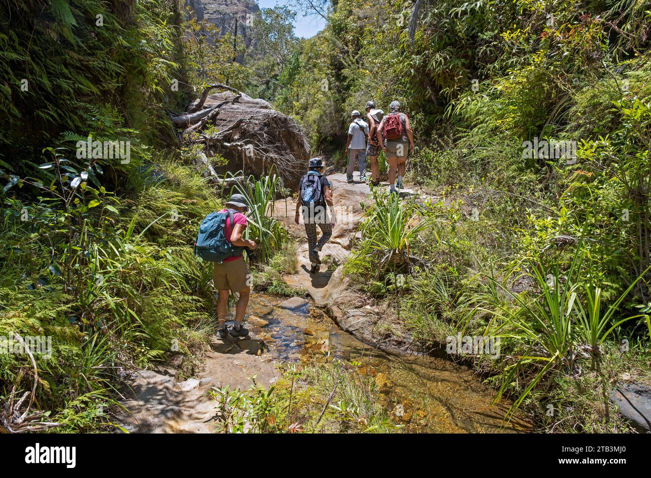 Touristes randonnée à travers le canyon dans le parc national d'Isalo, région d'Ihorombe, province de Fianarantsoa, Madagascar, Afrique Banque D'Images