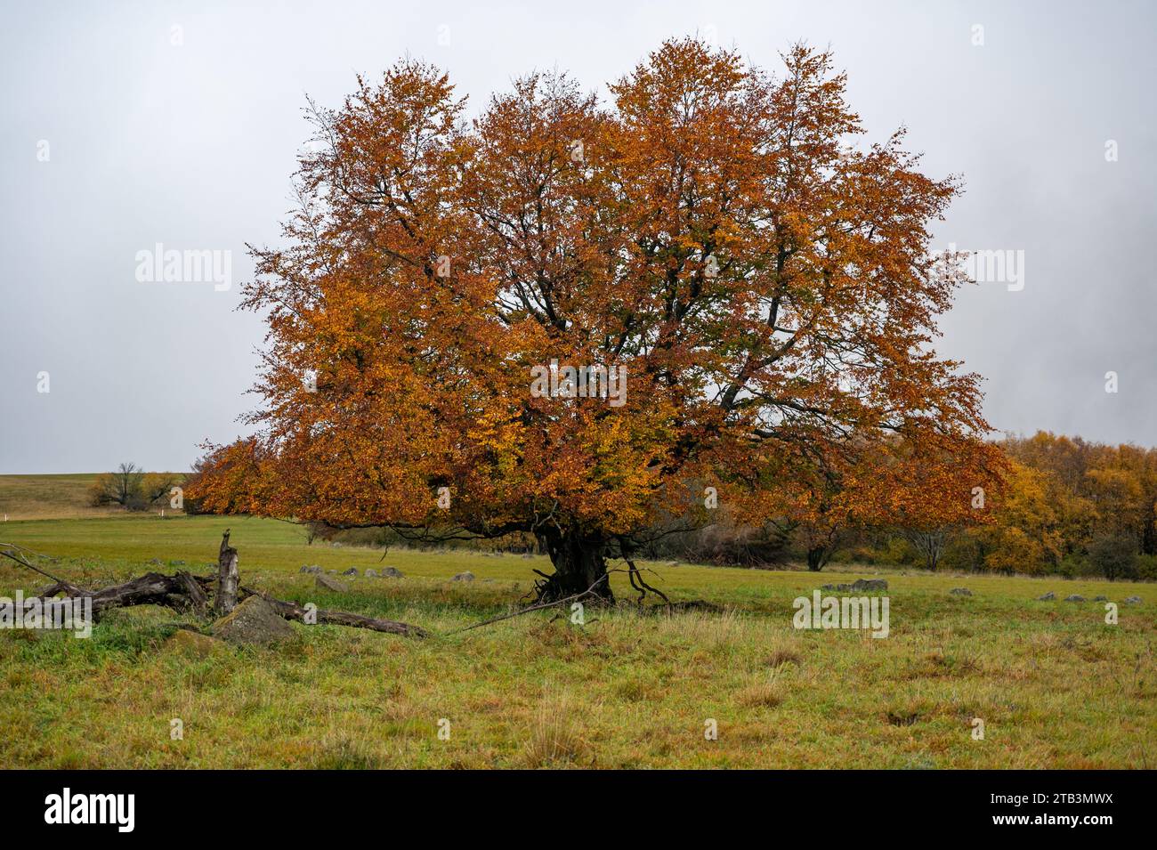 Grand arbre dans une prairie en automne avec des couleurs orangées à Hohen Rhoen, Allemagne Banque D'Images