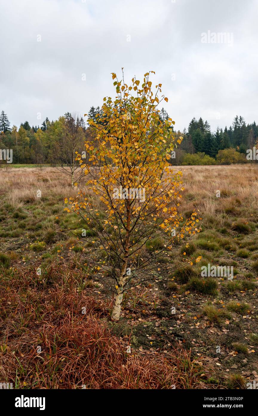 Plantes et arbres dans la lande noire à Rhoen, Allemagne en automne après une pluie Banque D'Images