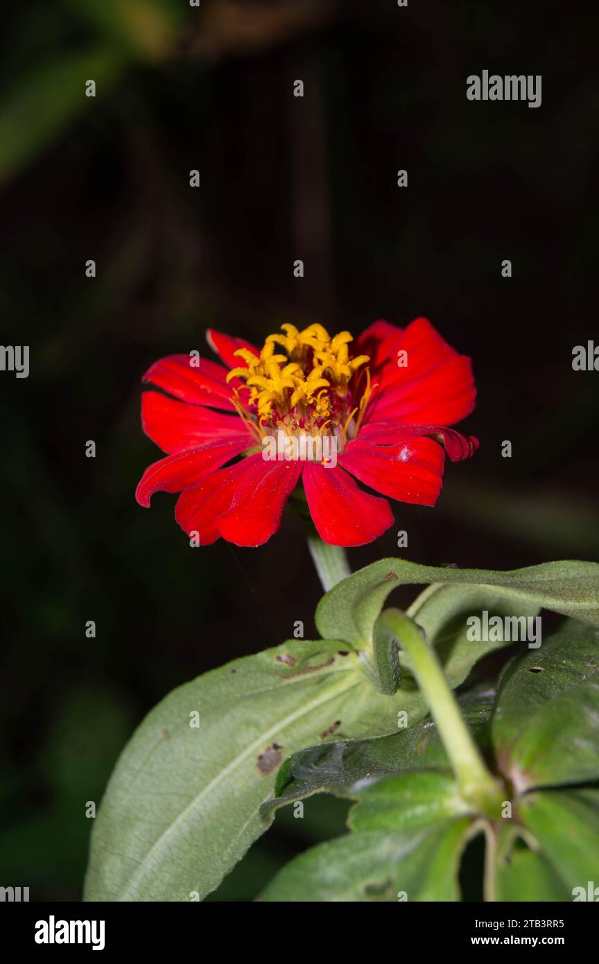 gros plan de fleurs de zinnia jaunes Banque D'Images