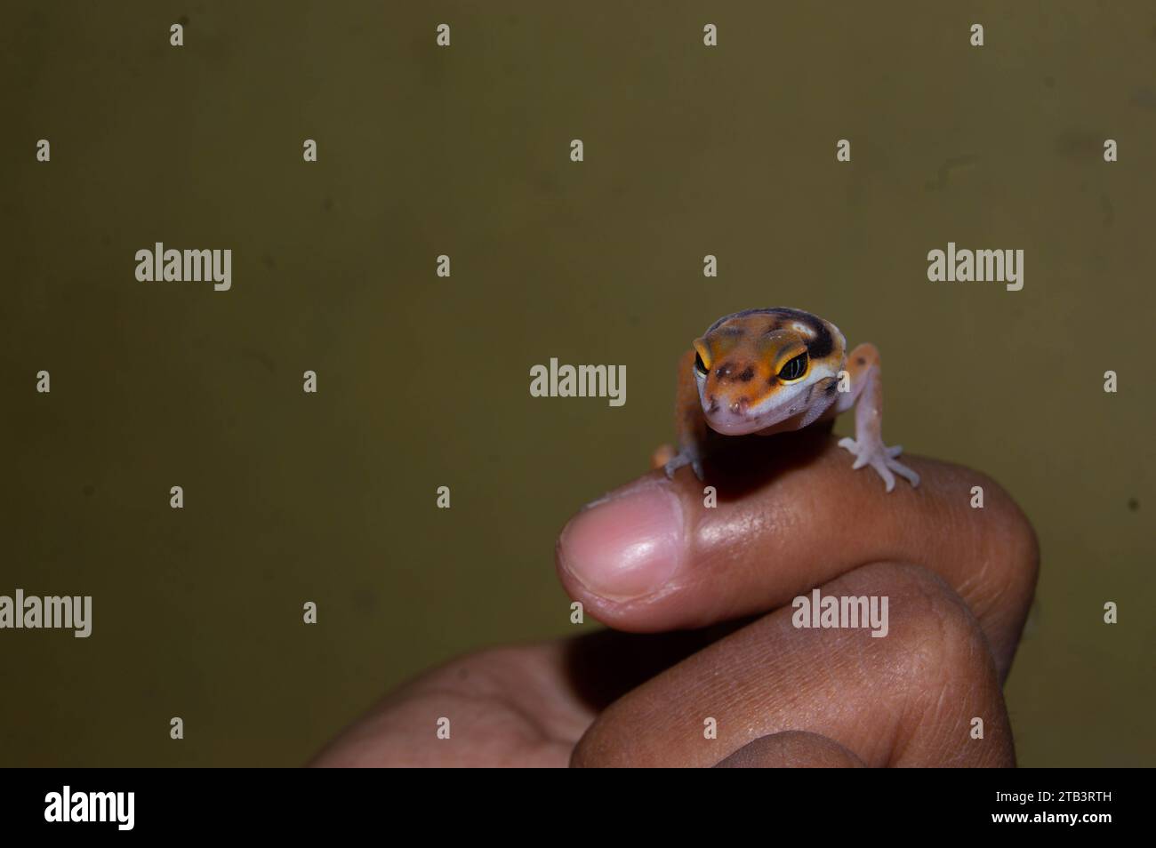 mignon et mignon bébé léopard gecko. reptile pour animaux de compagnie. Banque D'Images