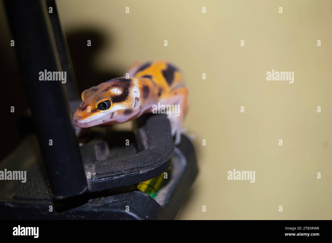 mignon et mignon bébé léopard gecko. reptile pour animaux de compagnie. Banque D'Images