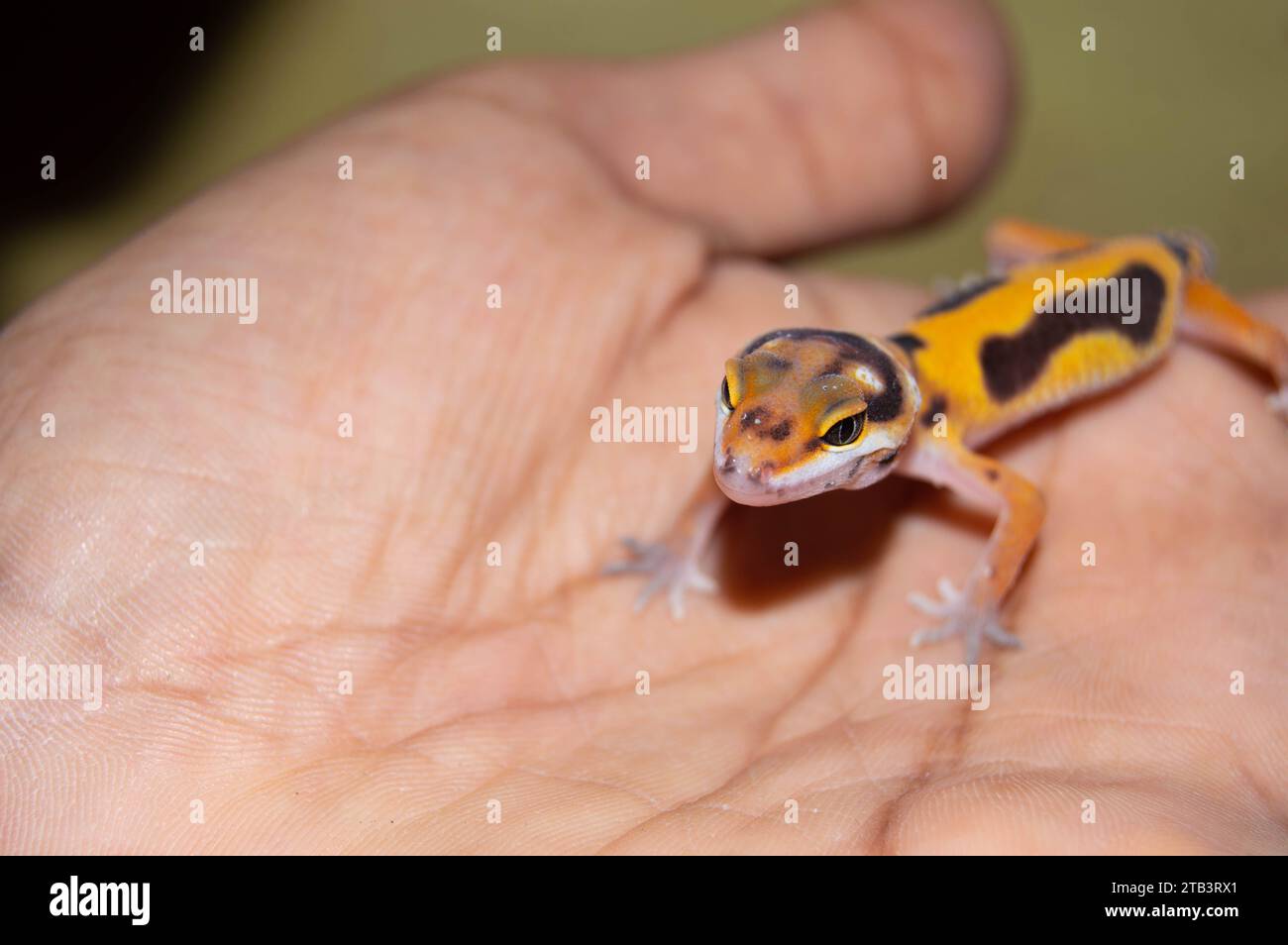 mignon et mignon bébé léopard gecko. reptile pour animaux de compagnie. Banque D'Images