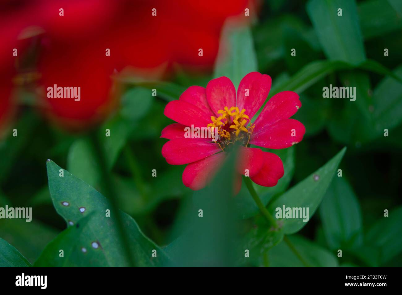 gros plan de fleurs de zinnia jaunes. fleur de zinnia florissante. Banque D'Images