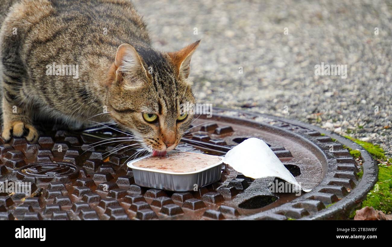 Nourrir les chats des rues. Un chat errant mangeant de la nourriture qui lui a été donnée par des soignants. Banque D'Images