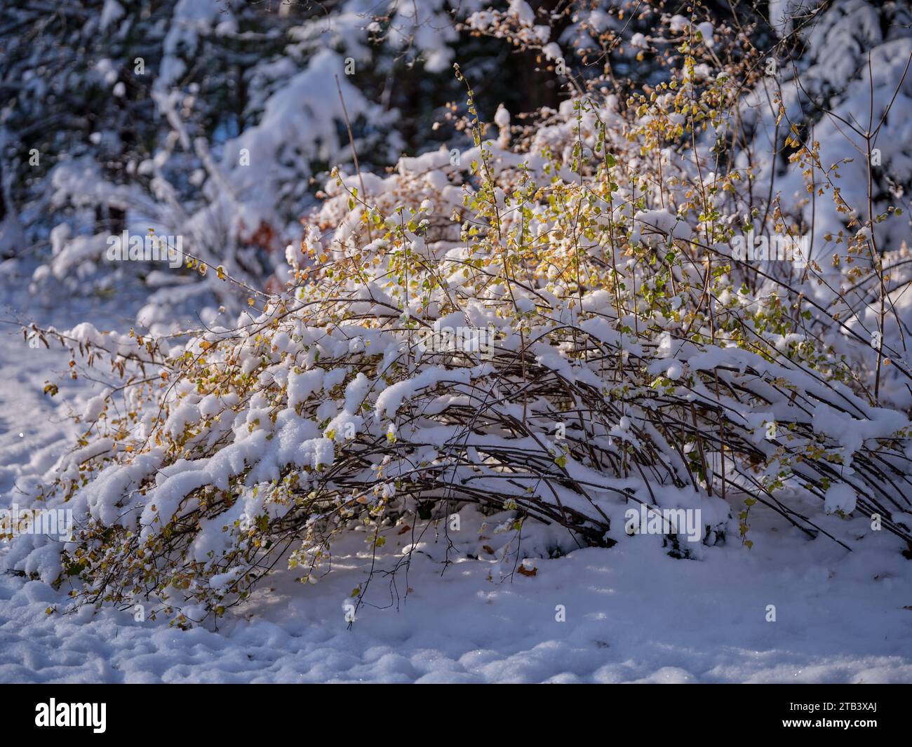 Paysage d'hiver après la première chute de neige Banque D'Images