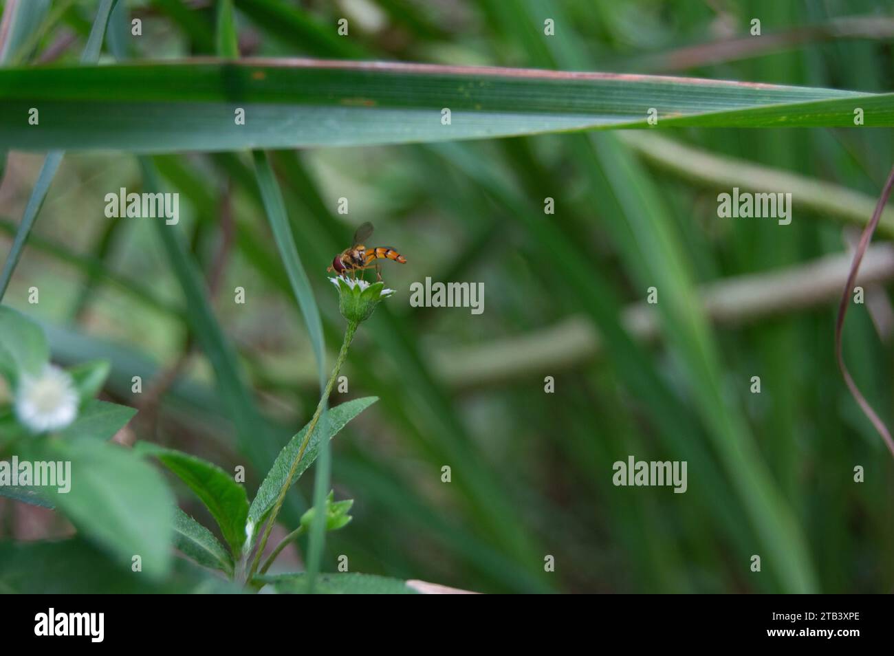 gros plan d'une abeille perchée sur une fleur Banque D'Images