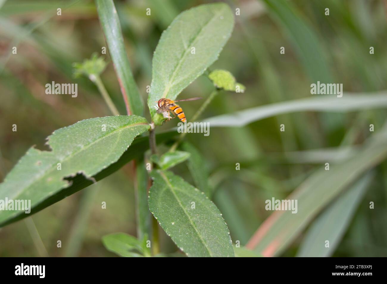 gros plan d'une abeille perchée sur une fleur Banque D'Images