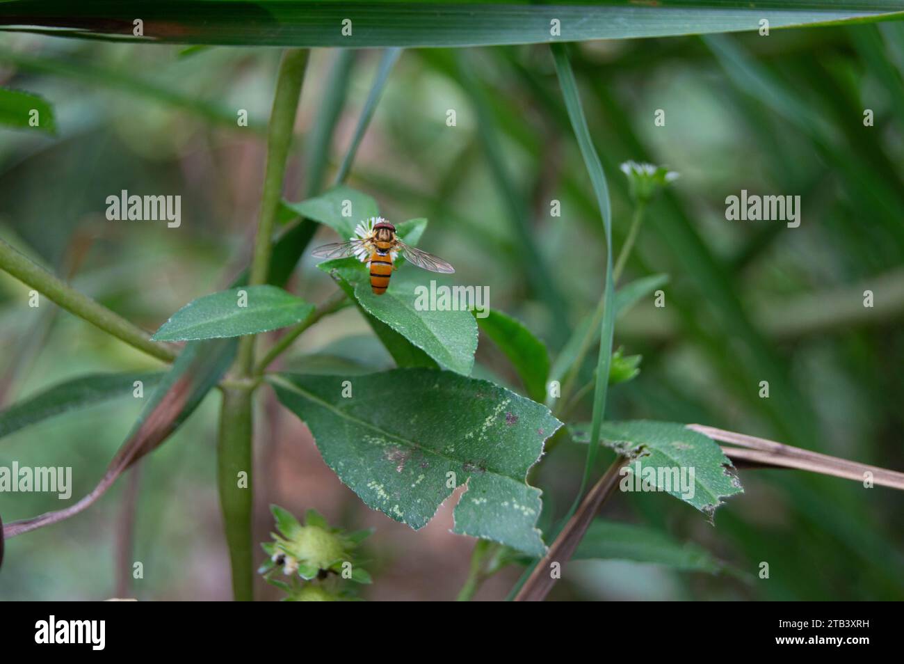 gros plan d'une abeille perchée sur une fleur Banque D'Images