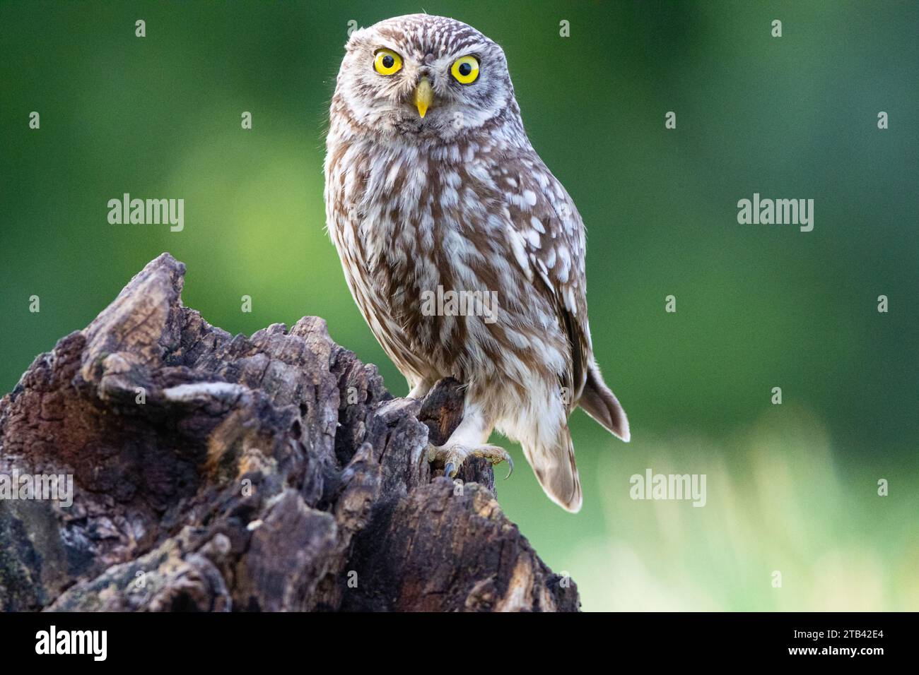 Bartkauz, Little Owl (Athene noctua) Hongrie,Bartkauz steht auf Baumstuff, Totholz, Biotop, Eulen, Banque D'Images