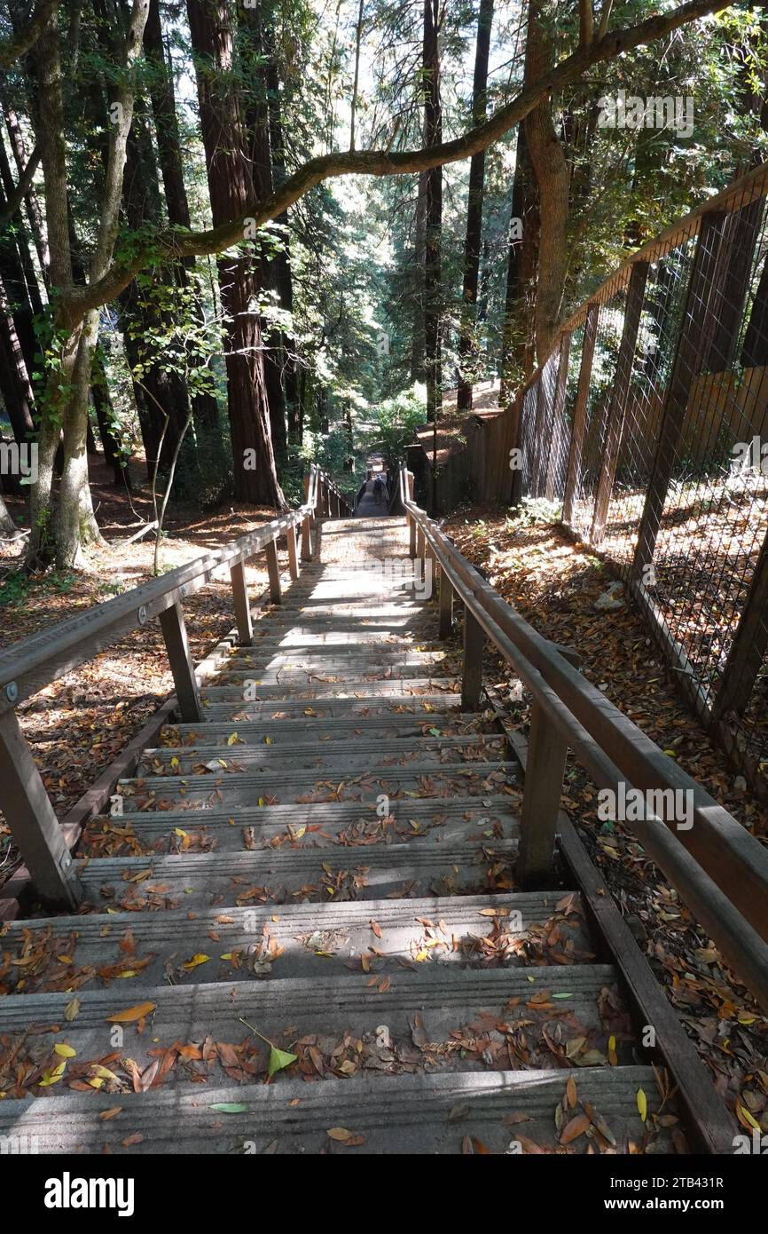 Les 670 marches de Dipsea au début du sentier historique de Mill Valley à Stinson Beach, Mill Valley, San Francisco, Californie, États-Unis Banque D'Images