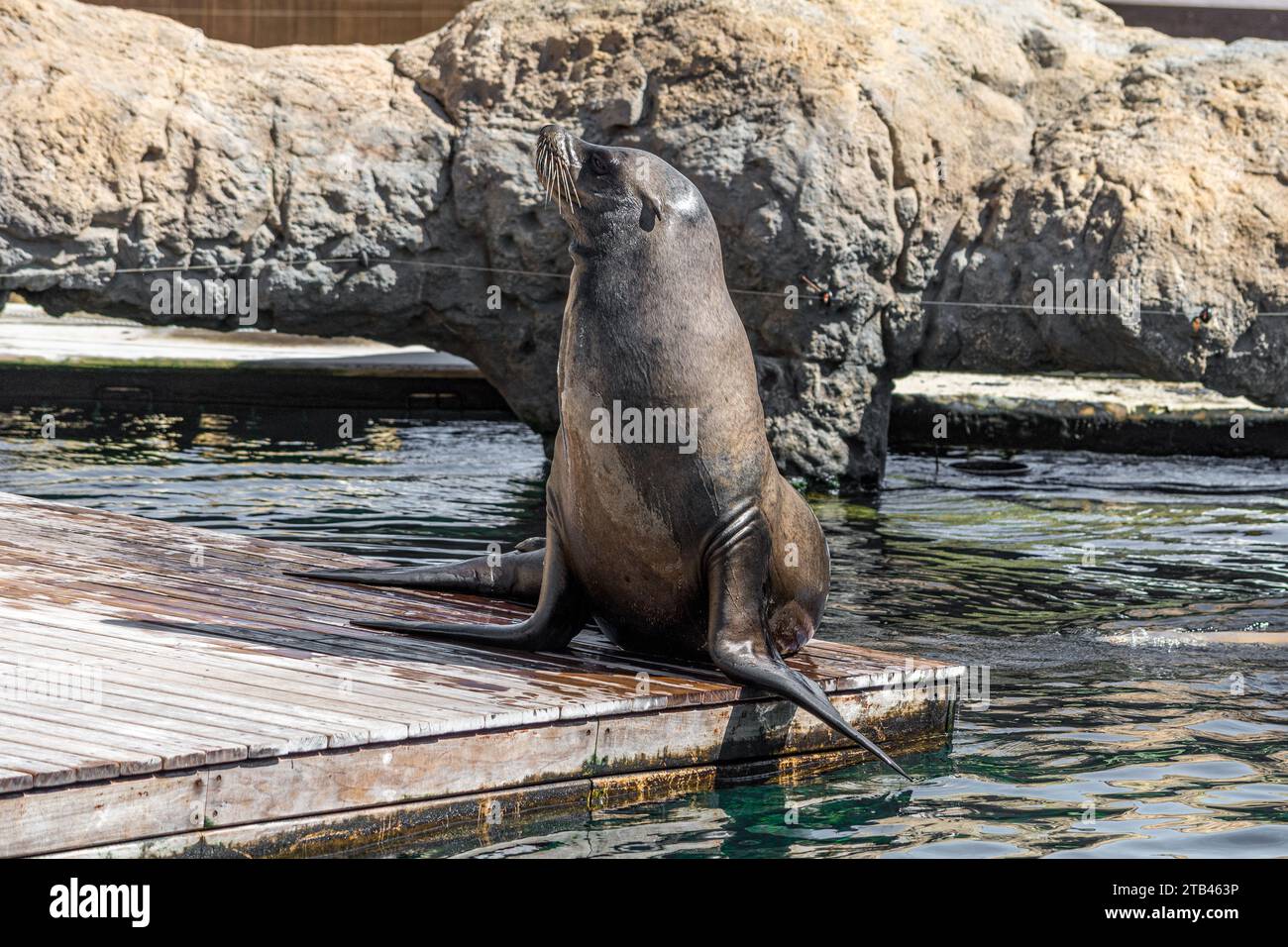 Valence, Espagne - 24 septembre 2023 : Seal vient de sortir de l'eau et prendre un bain de soleil. L'animal marin reste en train de poser. Banque D'Images