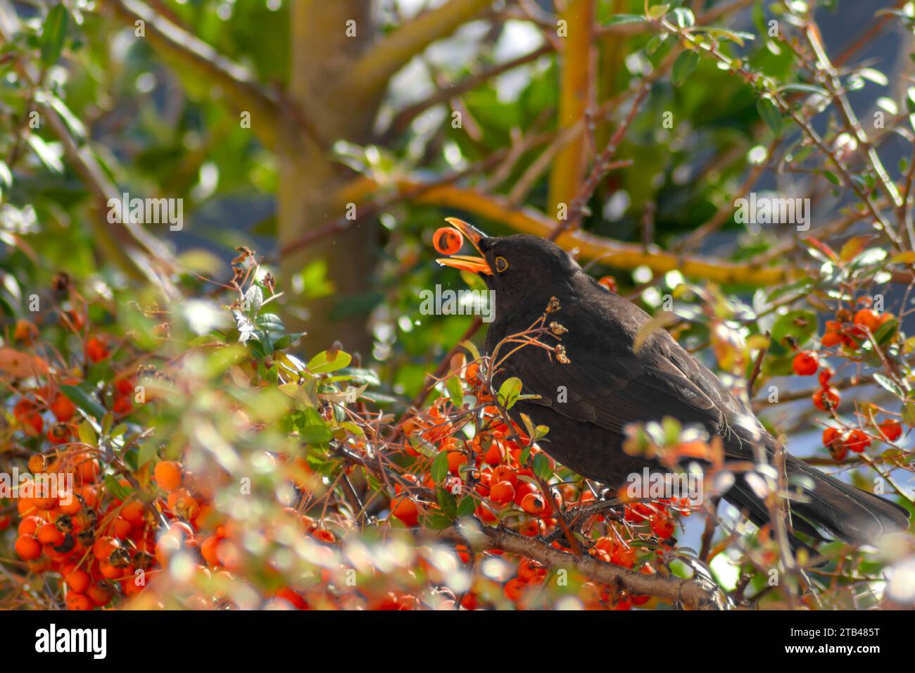 Une série de 4 photos qui montrent un blackbird avalant une baie orange. Les Ouzels aiment les baies d'orange en hiver. Nourriture naturelle pour un merle. manger des oiseaux. Banque D'Images