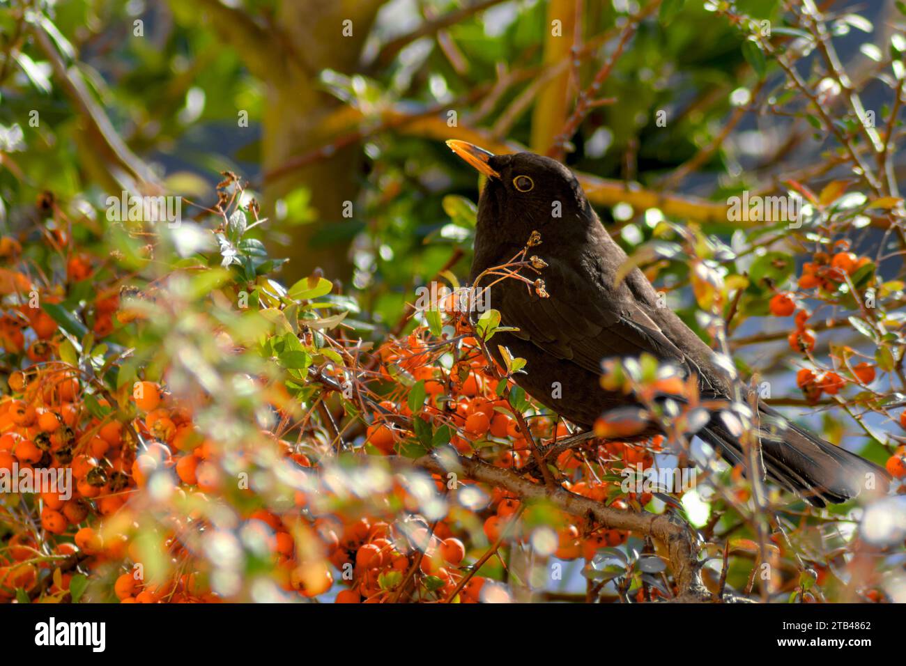 Une série de 4 photos qui montrent un blackbird avalant une baie orange. Les Ouzels aiment les baies d'orange en hiver. Nourriture naturelle pour un merle. manger des oiseaux. Banque D'Images