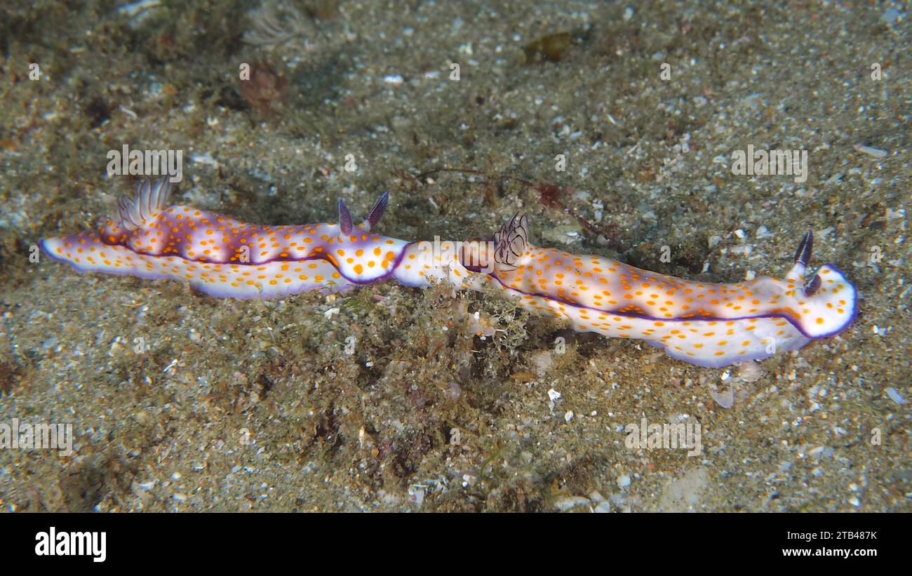 Paire de magnifiques escargots d'étoiles (Hypselodoris pulchella), site de plongée du parc national de la baie de Sodwana, Réserve marine de Maputaland, KwaZulu Natal, Afrique du Sud Banque D'Images
