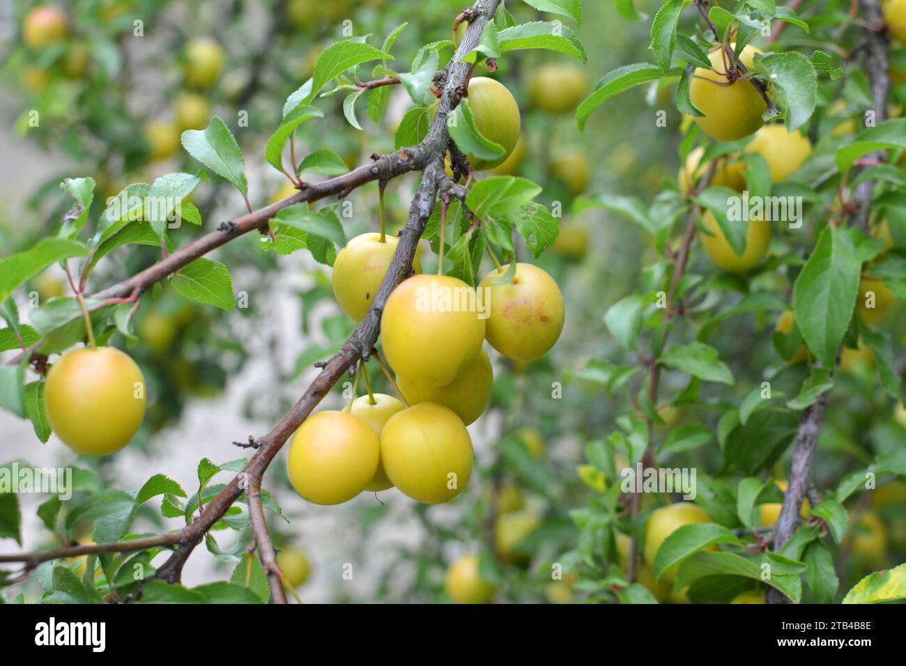 Sur les branches de l'arbre mûrissent des fruits de prunes (Prunus cerasifera). Banque D'Images