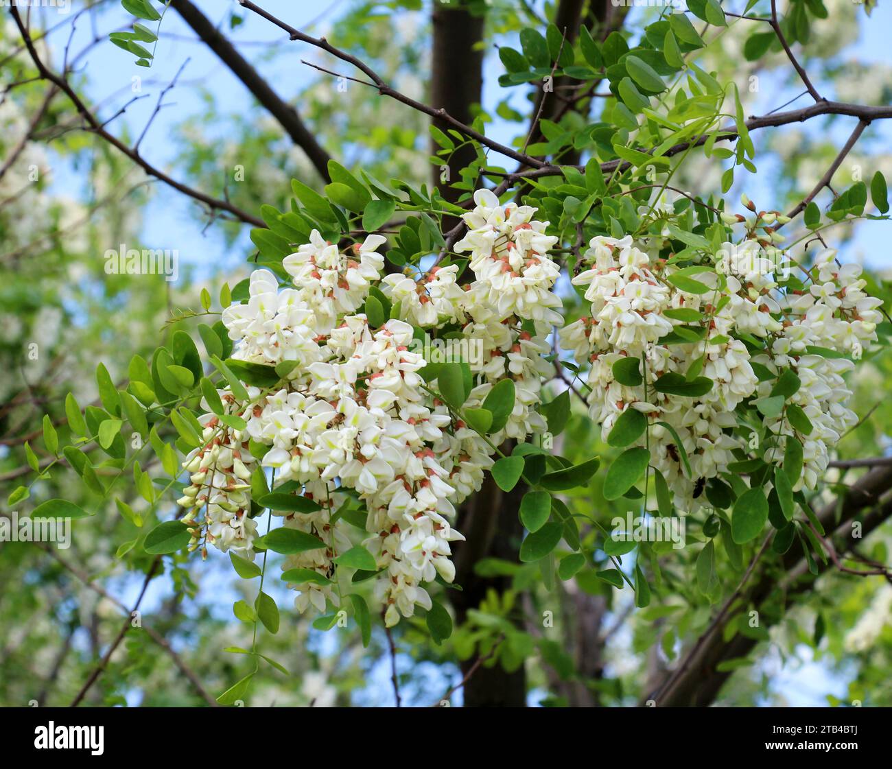 Au printemps, l'acacia blanc (Robinia pseudoacacia) fleurit à l'état sauvage Banque D'Images