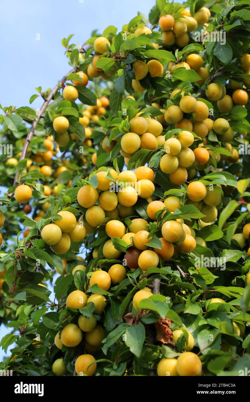 Sur les branches de l'arbre mûrissent des fruits de prunes (Prunus cerasifera). Banque D'Images