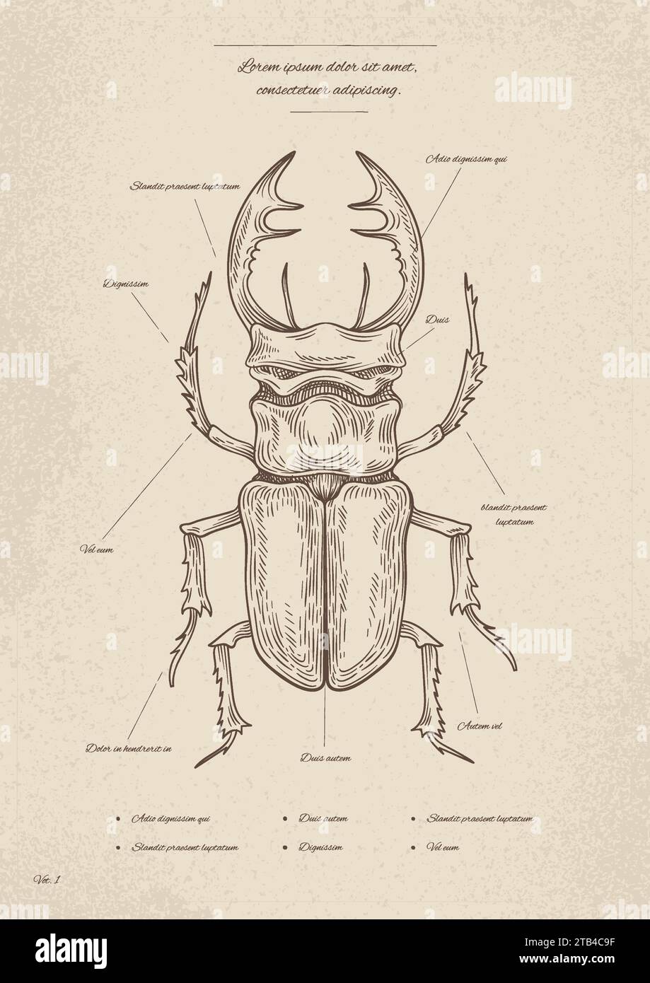 Vecteur d'affiche d'insecte vintage Illustration de Vecteur