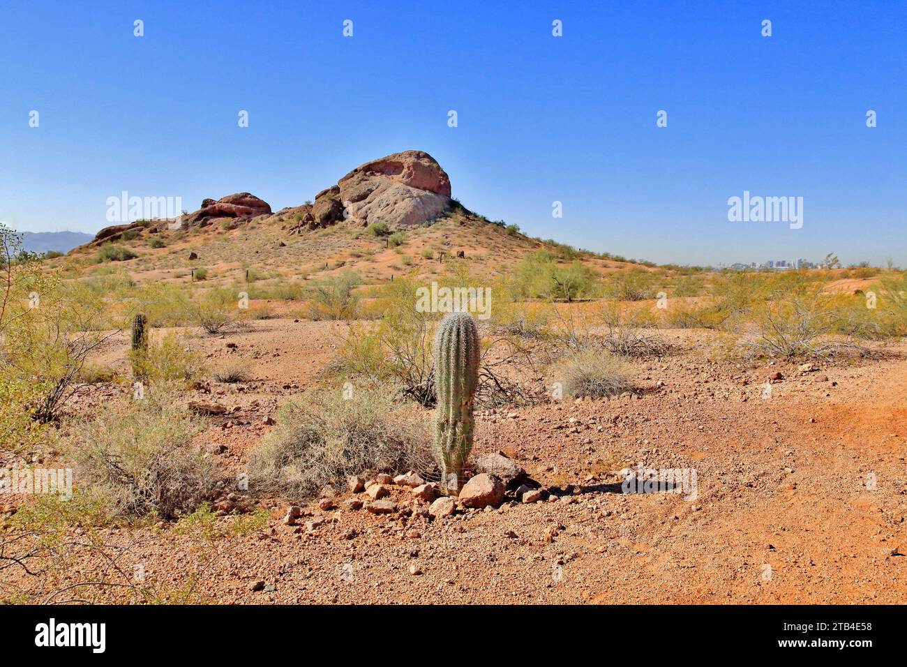 Saguaro Cactus dans le désert de Sonora, près de Phoenix, Arizona, USA Banque D'Images