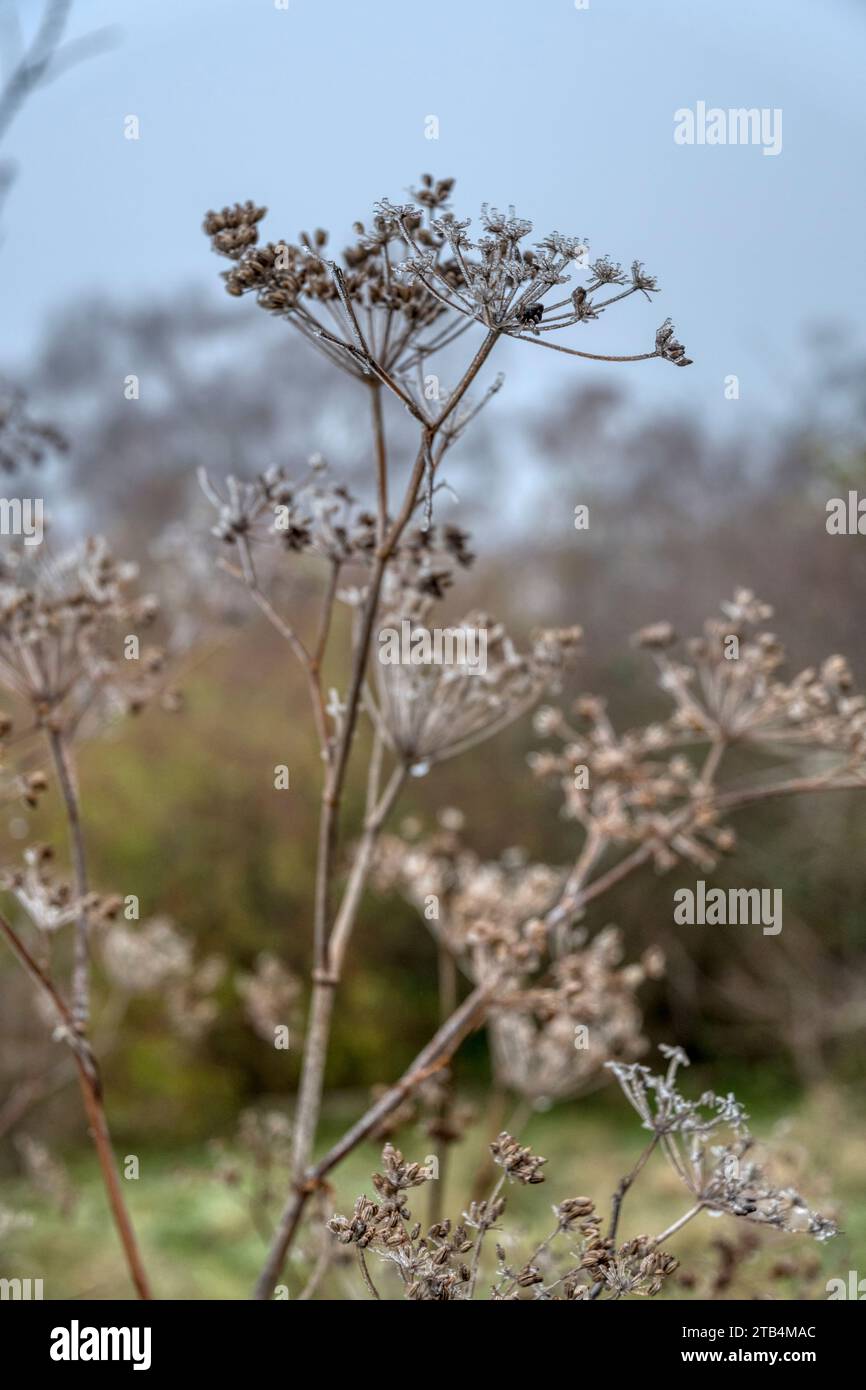 Fenouil, Foeniculum vulgare, têtes de graines couvertes de glace le jour brumeux de décembre dans le jardin Norfolk. Laissé dans le jardin comme intérêt structurel pendant l'hiver Banque D'Images