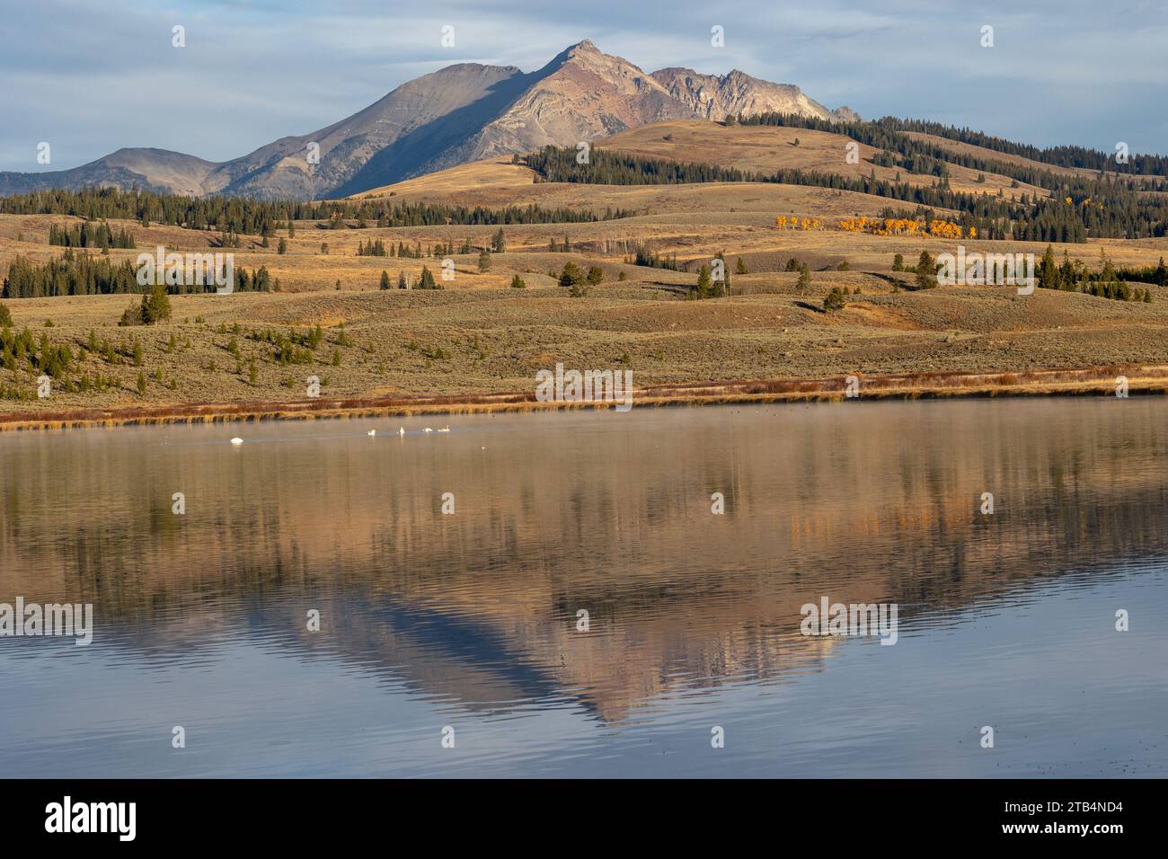 Les cygnes nagent dans un lac du parc national de Yellowstone Banque D'Images