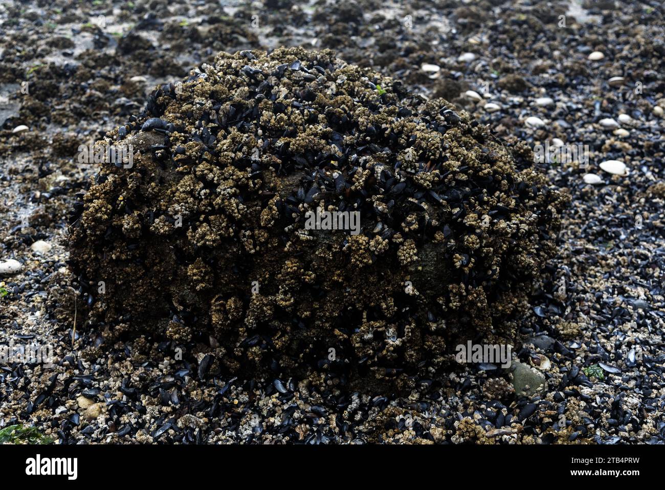 Moules 'Bush' sur la rive de la baie, Saratoga passage, État de Washington , États-Unis, Banque D'Images Moules 'Bush' sur la rive de la baie, Saratoga passage, État de Washington , États-Unis, Banque D'Images